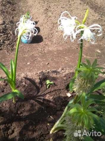 Каллы исмена