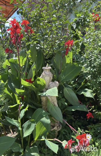 Каны крупные