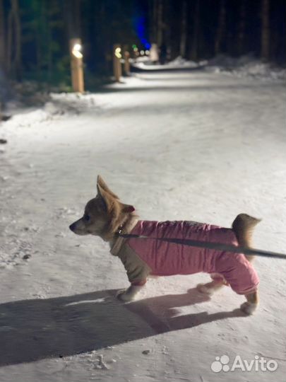 Вельш-корги пемброк