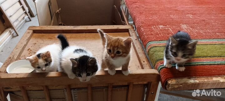 Котята в добрые руки
