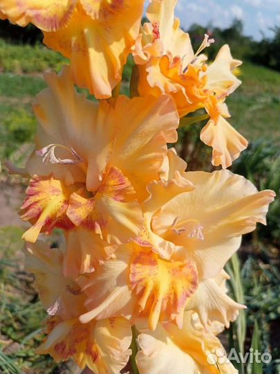 Гладиолусы луковицы