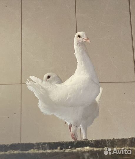 Голуби Мальтийские курочки