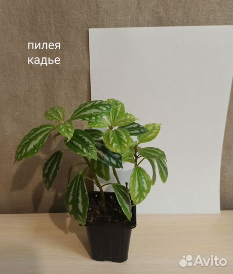 Сциндапсус, пилея, хлорофитум, традесканция