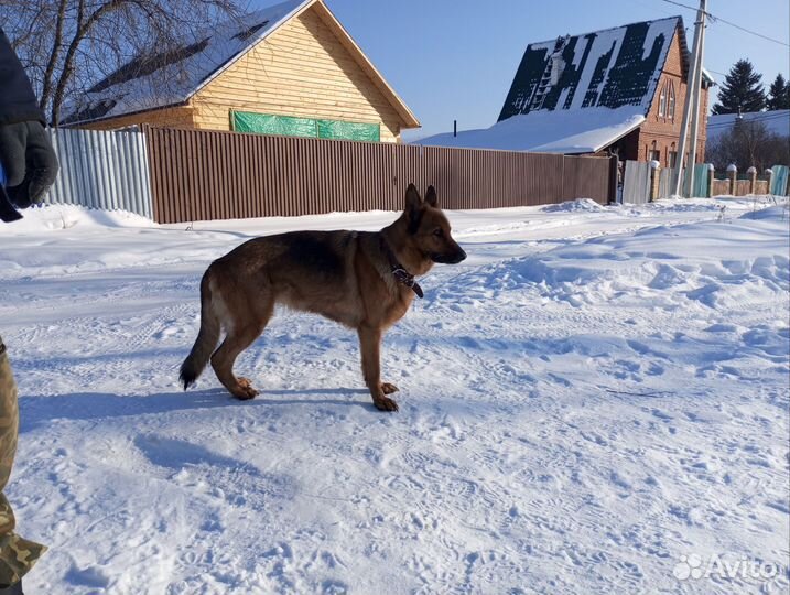 Продам щенков