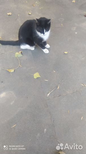 Кот