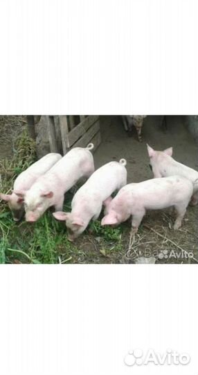 Поросята