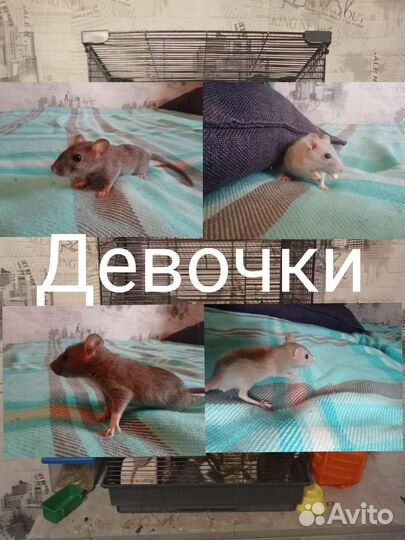 Декоративная крыса