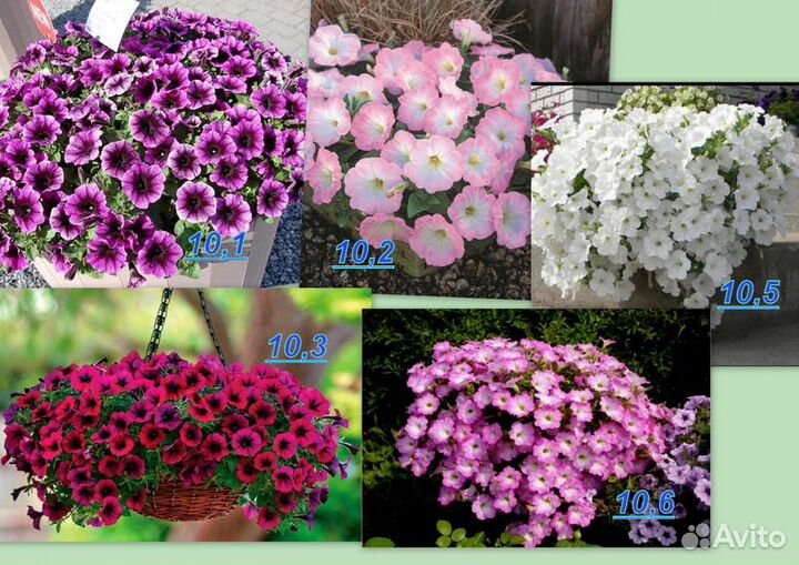 Рассада ампельной петунии