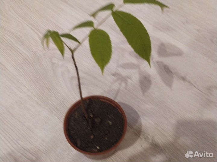 Маньчжурский орех