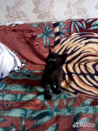 Черная кошка