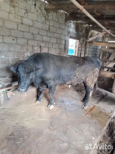 Бык на племя