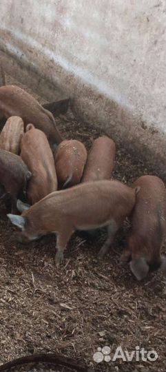 Поросята