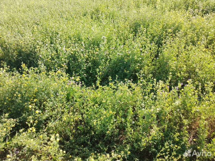 Сено в тюках