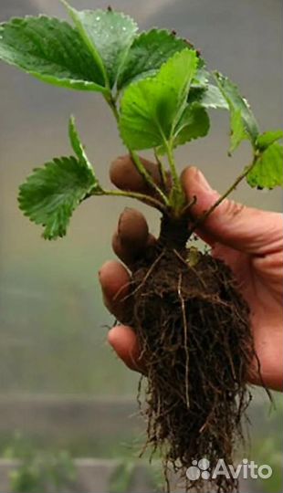 Рассада клубники