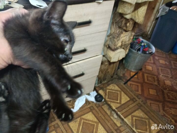 Кошки в добрые руки бесплатно