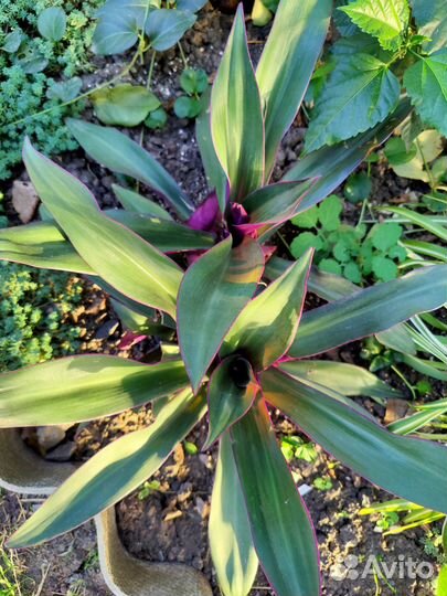 Комнатные цветы и суккуленты