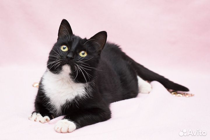 Очень ласковая кошка в добрые руки