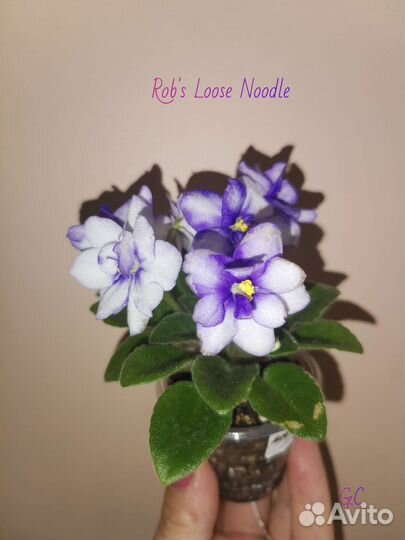 Детки сортовых фиалок