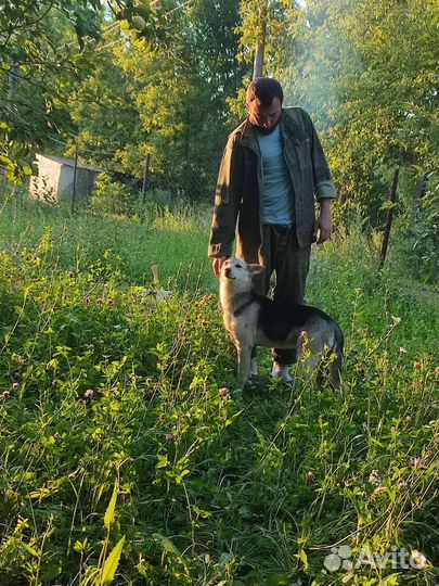 Собака в добрые руки немецкая овчарка