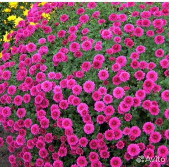 Хризантема мультифлора