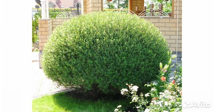 Ива пурпурная Нана