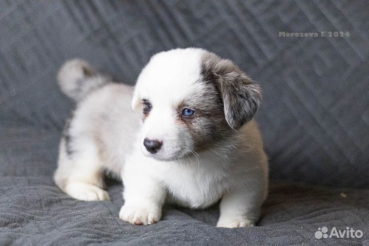 Корги голубоглазые мраморные