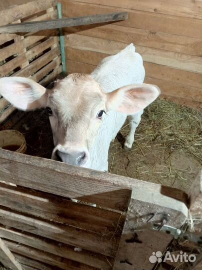 Корова дойная