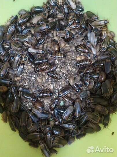 Корма для животных