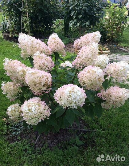 Гортензия Мательчатая Фантом (предзаказ)