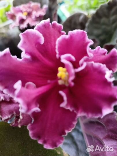 Сортовые фиалки