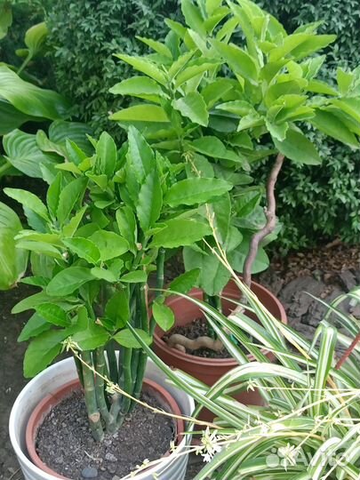 Педилантус и Хлорофитум