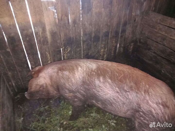 Хряк на племя