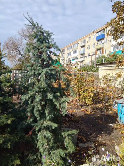 Каштаны, пихта