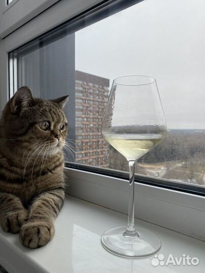 Британский кот