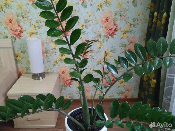 Замиокулькас