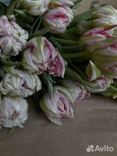 Премиум- тюльпаны оптом к 8 марта