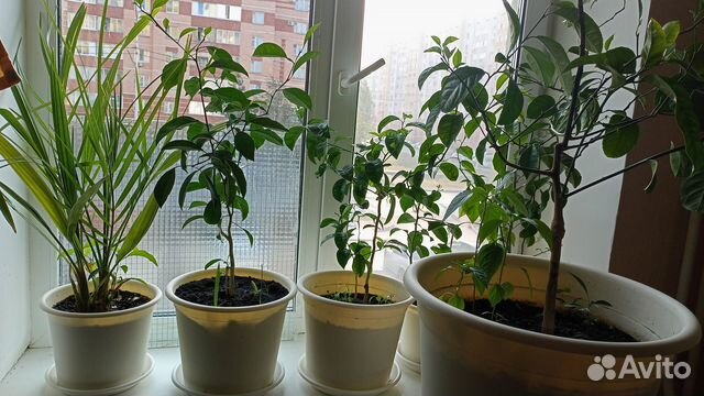 Продажа комнатных растений купить в Уфе | Товары для дома и дачи | Авито