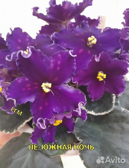 Фиалки - детки, стартеры более 60 сортов