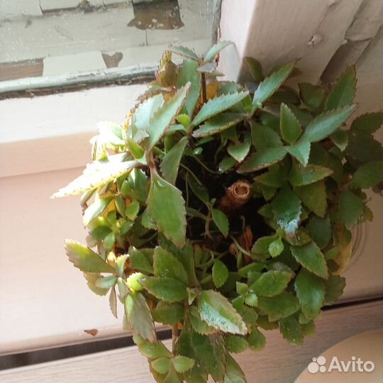 Различные зелёные полезные растения