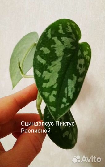 Сциндапсусы. Филодендроны. Эпипремнумы