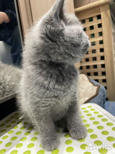 Британец, котенок 2,5 мес