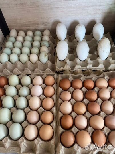 Яйцо инкубационное кур, гусей, уток, индюшек