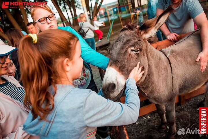 Мероприятия с четвероногими друзьями