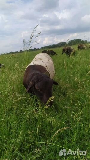 Овцы бараны ягнята