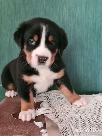 Щенки Зенненхунд