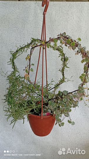 Церопегия вуду,вариегата, линеарис, дентикула