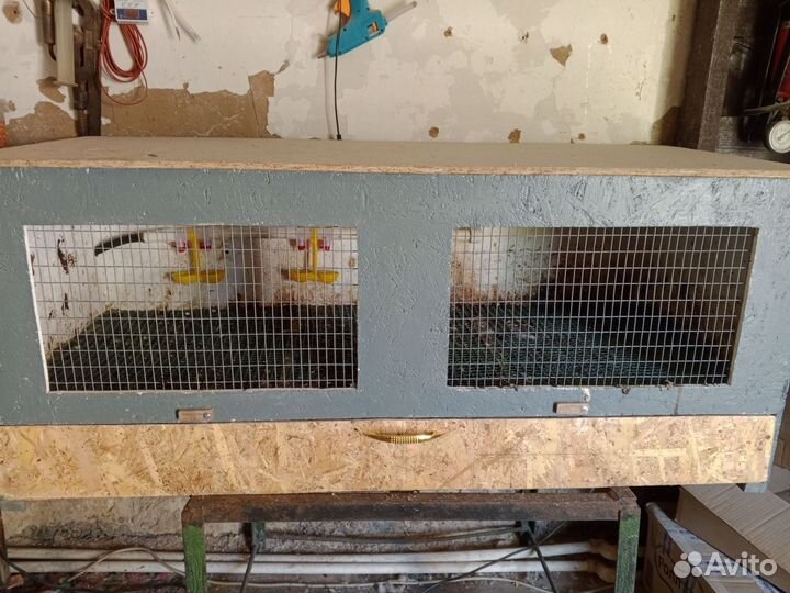 Брудер для цыплят