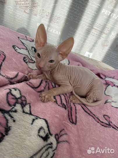 Донской сфинкс