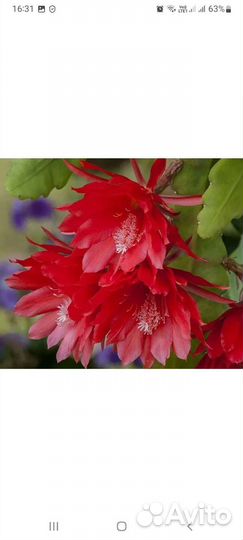 Эпифиллум Оксипеталлум, и красный и розовый