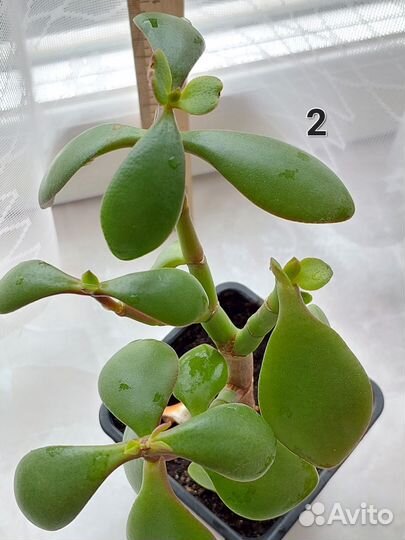 Крассула толстянка,денежное дерево,дерево счастья